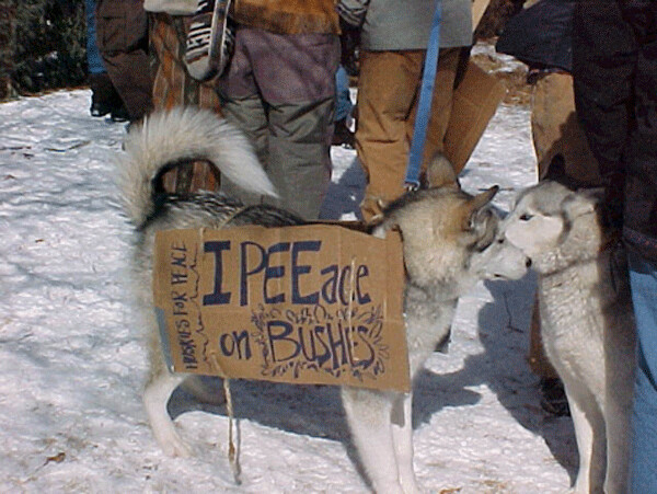 Photo from Duluth, Minnesota’s Anti-War Rally protesting President Bush’s intent to go to war against Iraq. (The sign says: Huskies for Peace: I PEEace on BUSHES) (March 8, 2003)